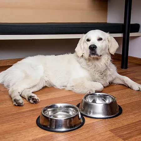 波兹南斯塔勒米亚斯托宜必思酒店 2* 波兹南