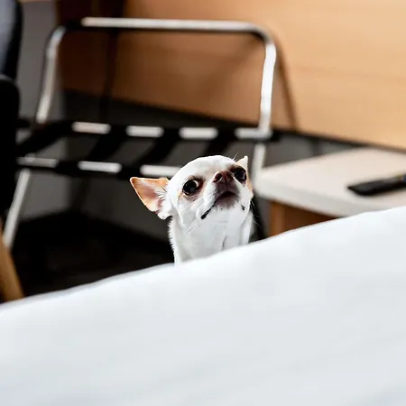 Ibis Stare ホテル 2*